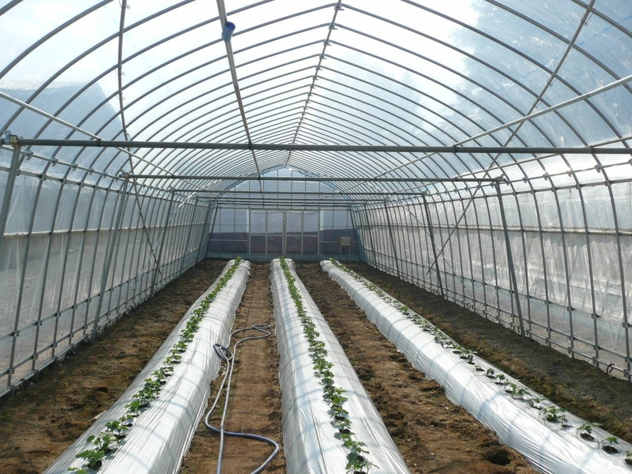 農業用ハウス強靭化緊急対策事業2019 - イケックス「養液栽培肥料 