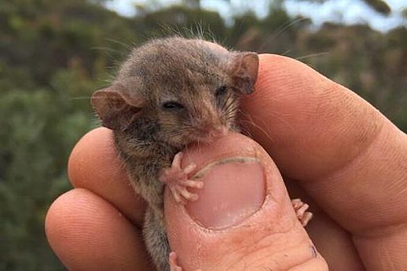 ポッサムとは 動植物の人気 最新記事を集めました はてな