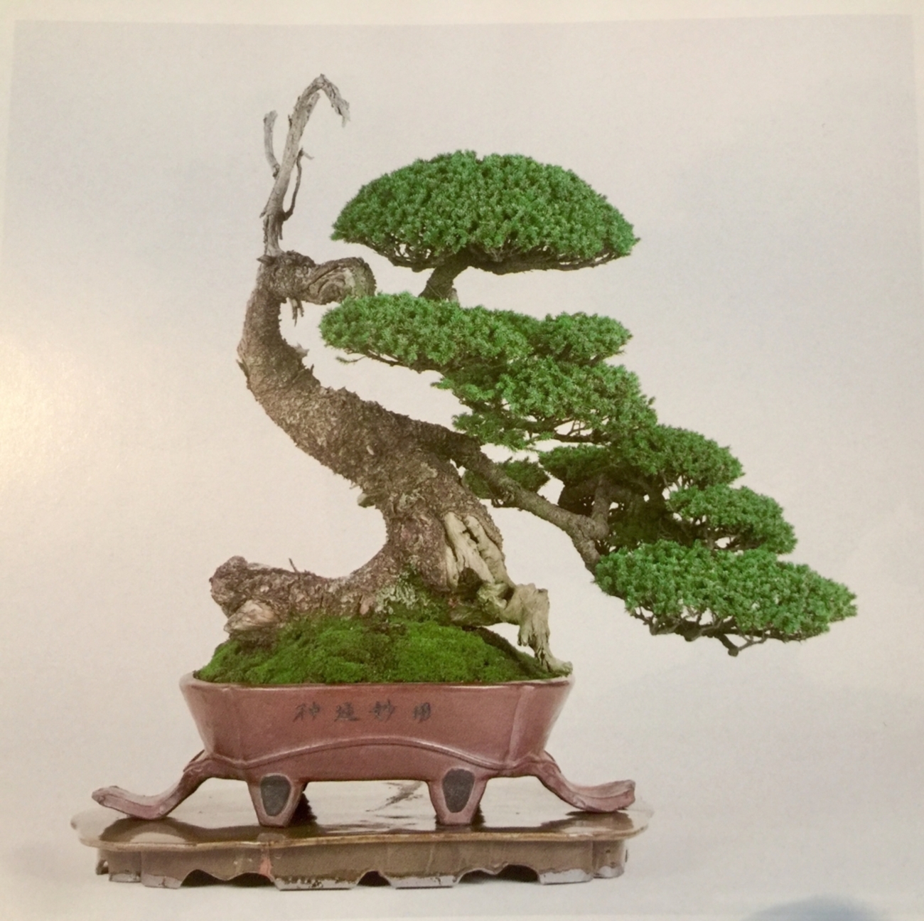 常滑シリーズ第二弾）中野行山パラダイス！！ - BONSAI-LABO（盆栽ラボ 