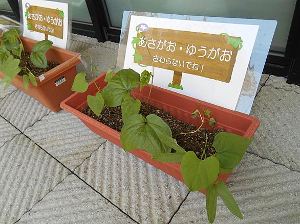 グリーンカーテンとは 動植物の人気 最新記事を集めました はてな