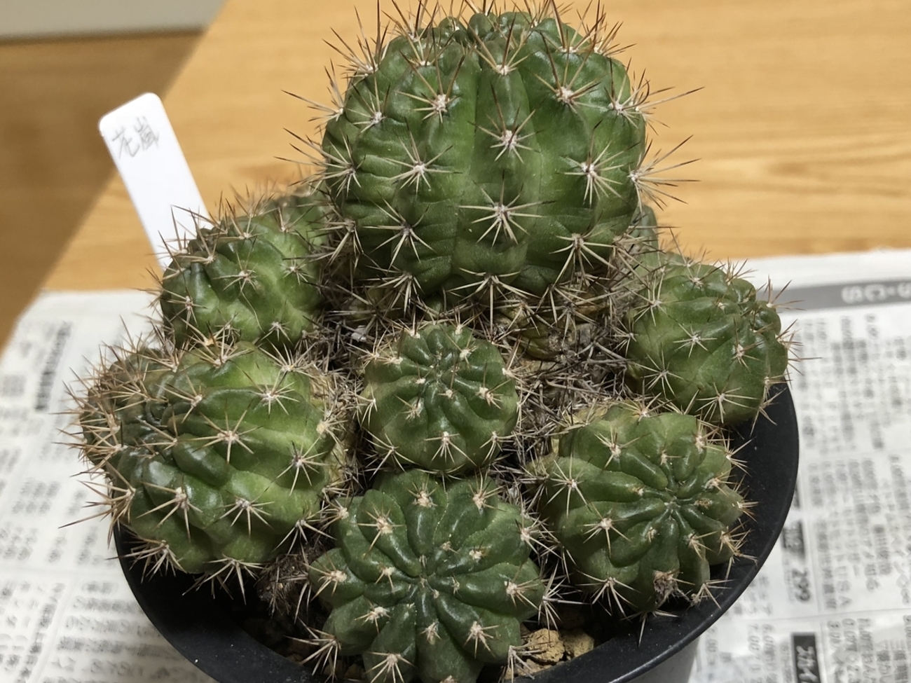 花サボテン - cactuspower サボテン日記