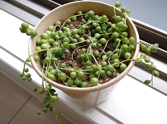 グリーンネックレスとは 動植物の人気 最新記事を集めました はてな