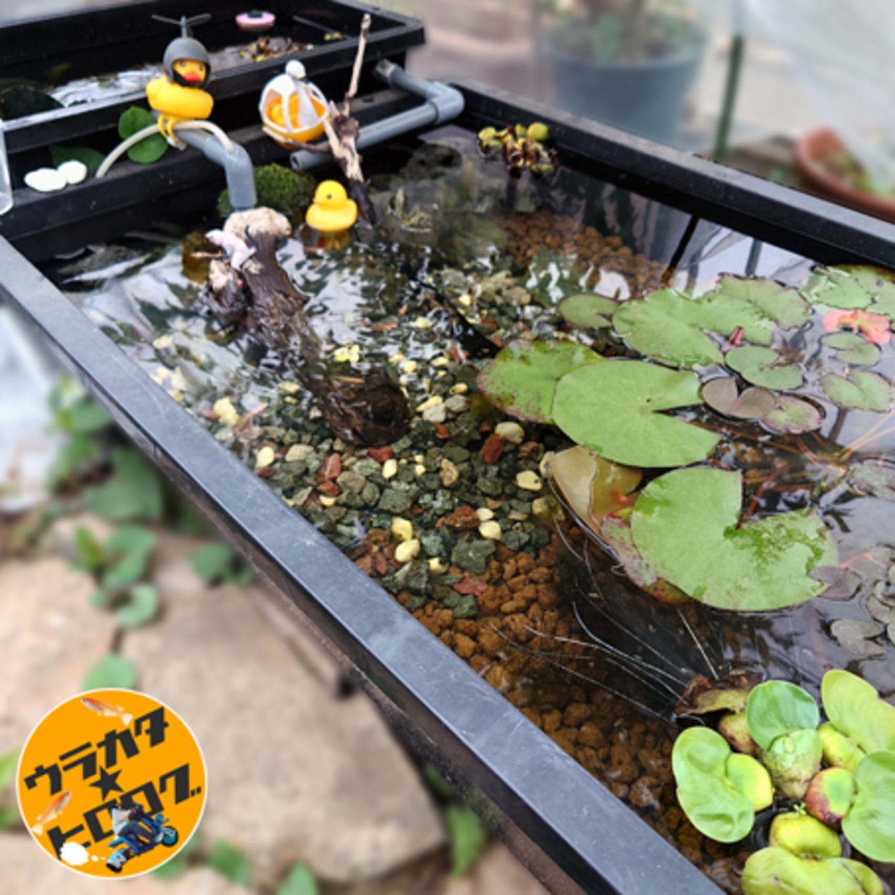 日本製】メダカ 水槽 ケース 飼育 容器 プラ舟 トロ舟 プラ箱 13個セット