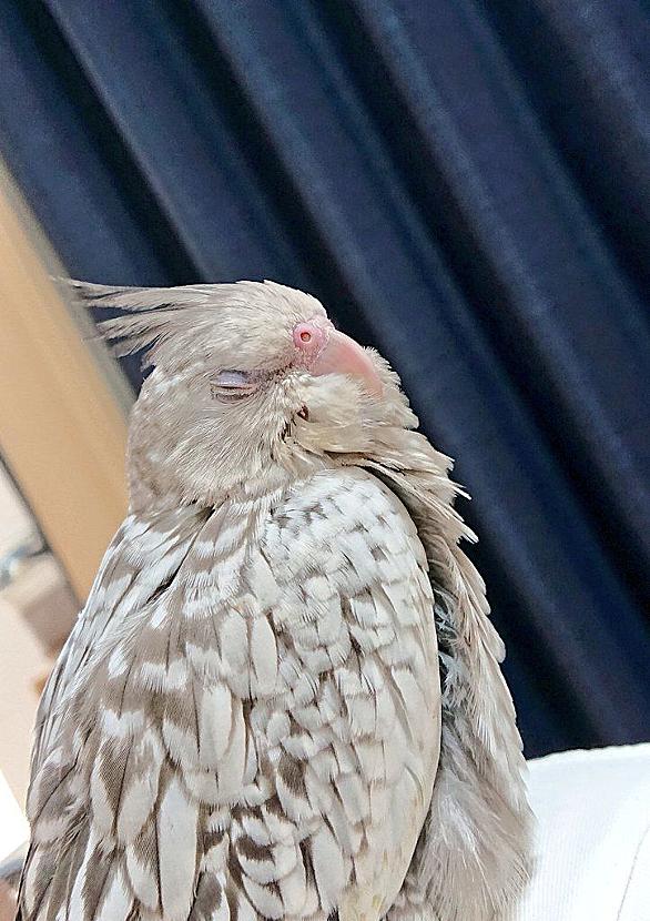 オカメインコとは 動植物の人気 最新記事を集めました はてな オカメインコとは 動植物の人気 最新記事を集めました はてな
