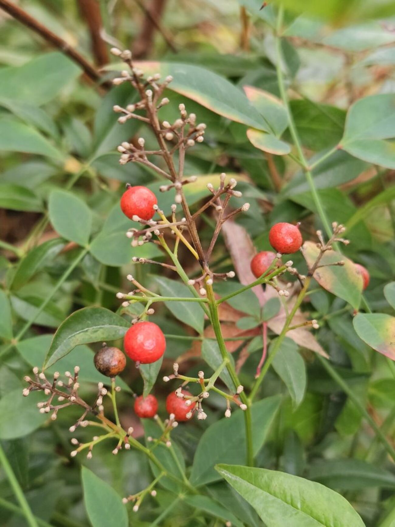 クリスマスリースに使いたい庭植物の実～ビバーナム・ティヌスの実と