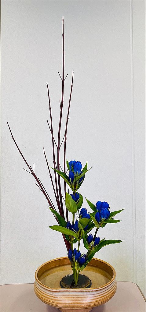 サンゴミズキとは 動植物の人気 最新記事を集めました はてな サンゴミズキとは 動植物の人気 最新記事を集めました はてな
