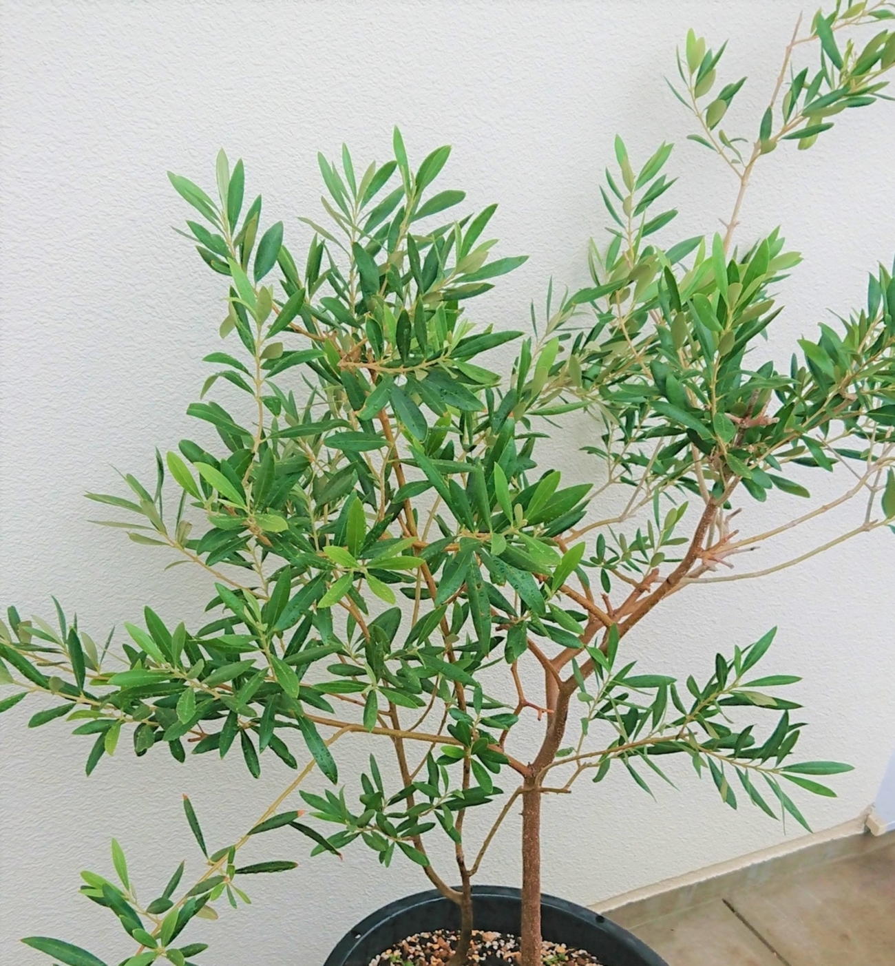 オリーブの木に実をつけるためには？ - オリーブ好きレッサーパンダ