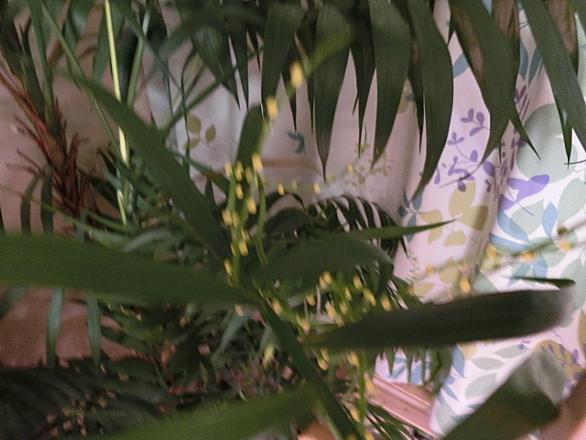 テーブルヤシとは 動植物の人気 最新記事を集めました はてな