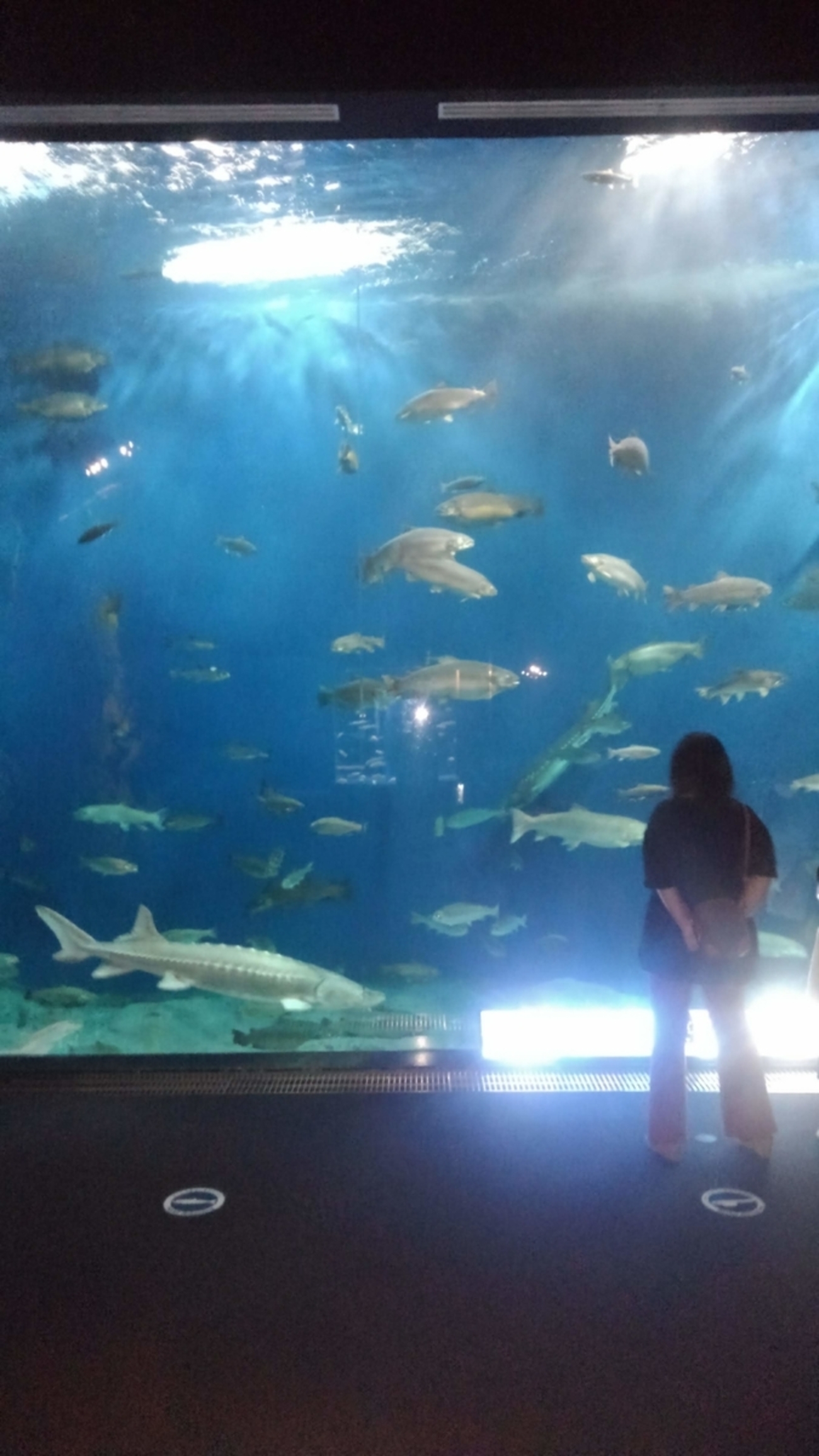 backend=imagemagick;version=1;