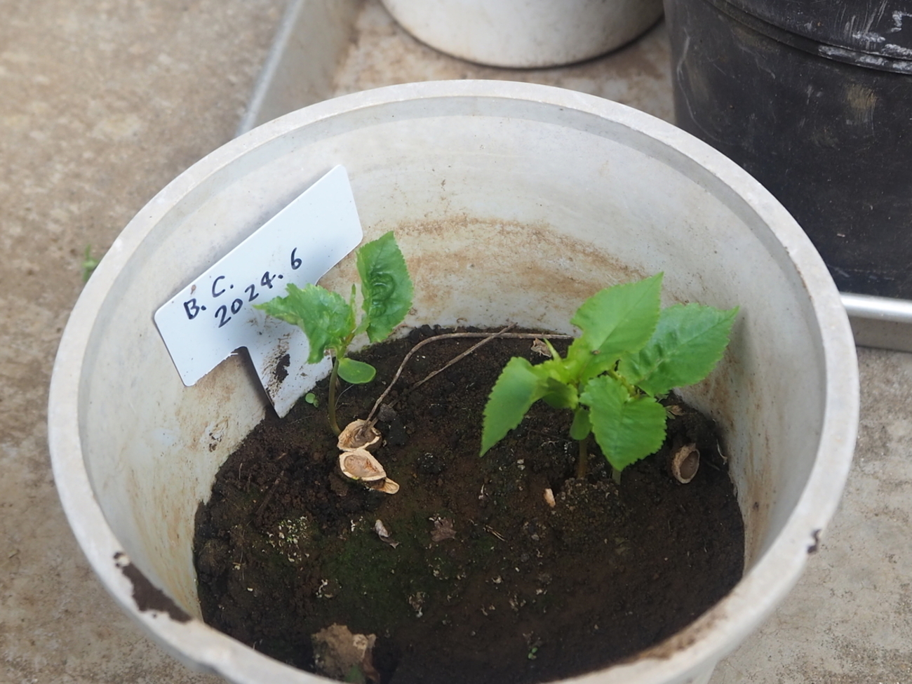 第60回 今春の芽生え - さくらんぼの種を発芽させる方法 [自己流の園芸術]