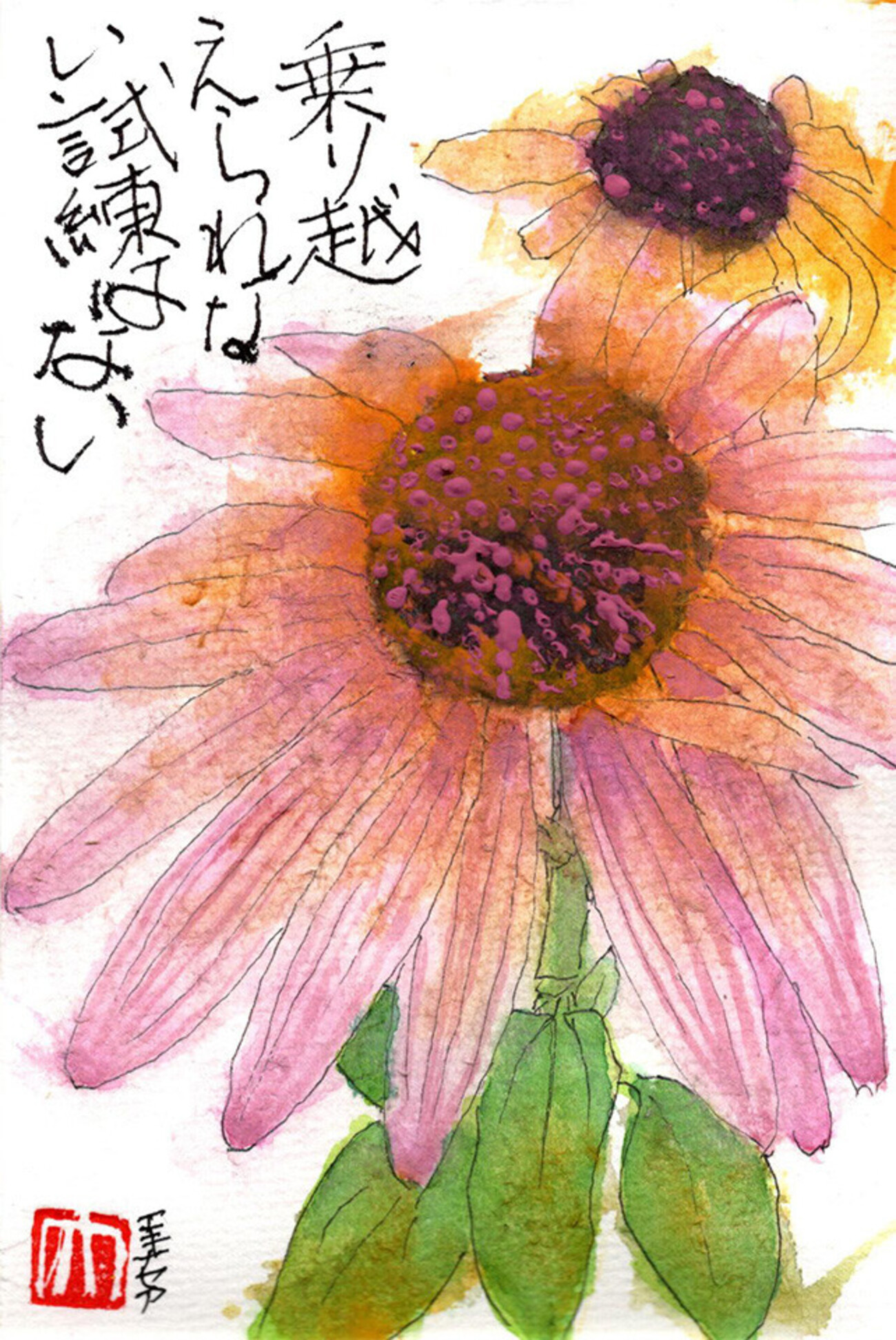 西東京の植物絵手紙（59）…西東京市向台町でエキナセアに出会った