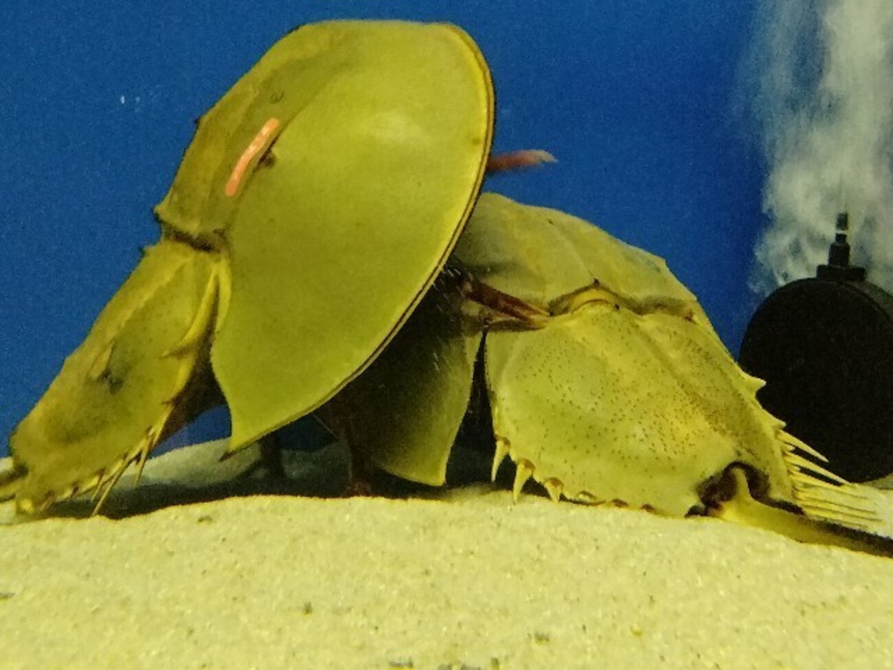 2億年前の姿そのまま 笠岡カブトガニ博物館で生きた化石カブトガニを見