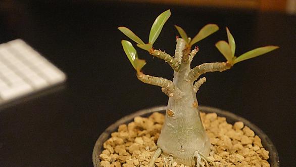 アデニウムとは 動植物の人気 最新記事を集めました はてな アデニウムとは 動植物の人気 最新記事を集めました はてな