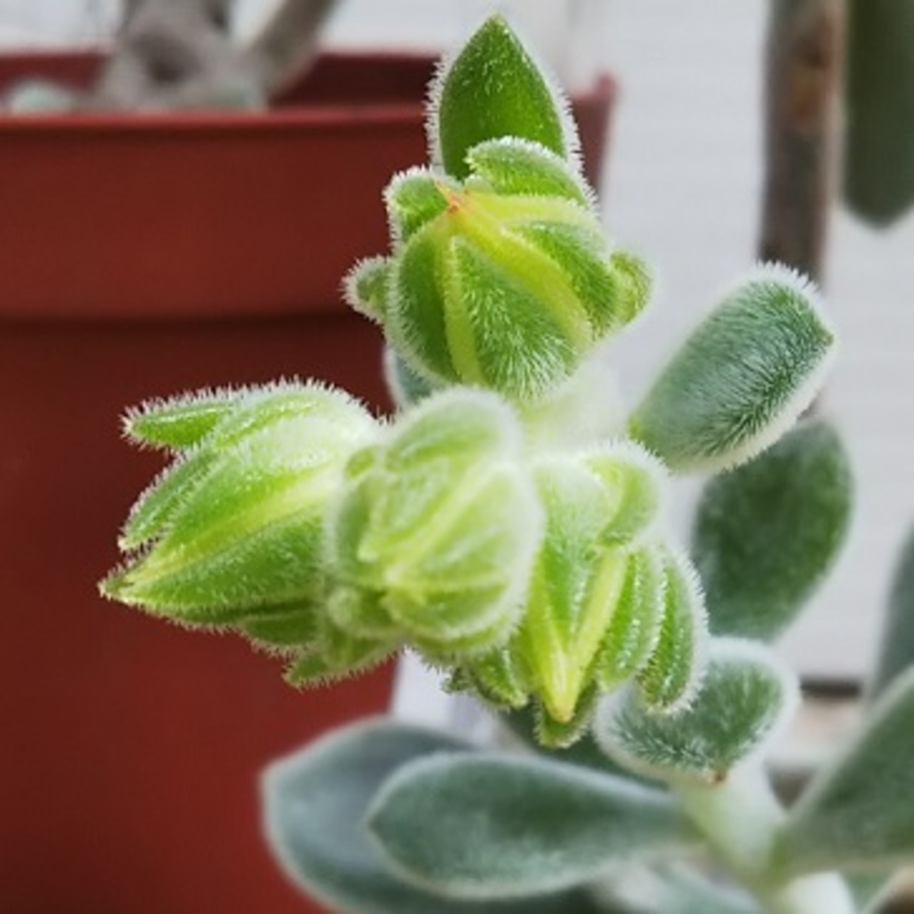 エケベリア属『フロスティー』の植え替え - 多肉植物いやされ生活