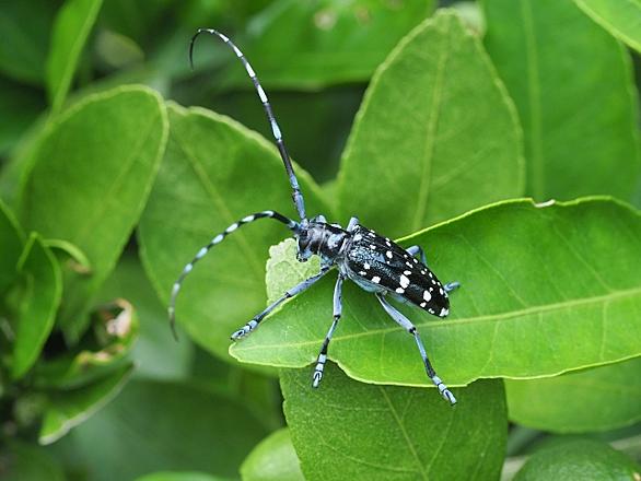 ゴマダラカミキリとは 動植物の人気 最新記事を集めました はてな ゴマダラカミキリとは 動植物の人気 最新記事を集めました はてな