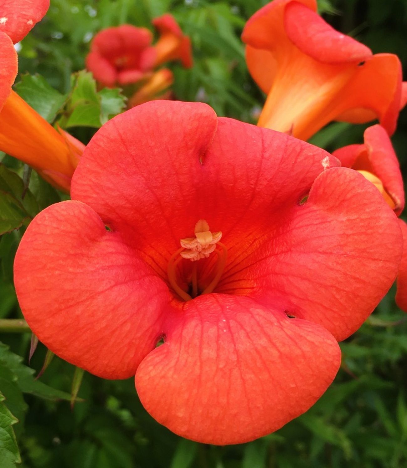 赤い花 Amazon｜山久 造花 彼岸花 曼珠沙華 FM8392 シルクフラワー