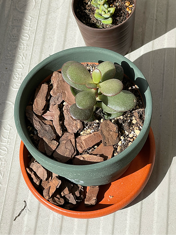うどんこ病とは 動植物の人気 最新記事を集めました はてな