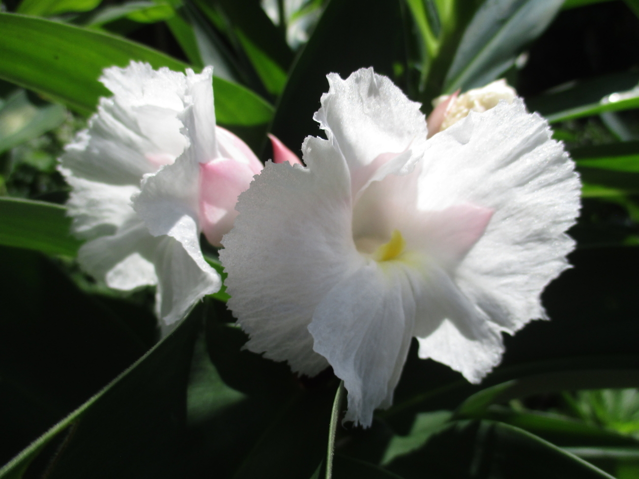 backend=imagemagick;version=1;