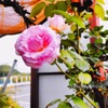 Synapse Apricot
