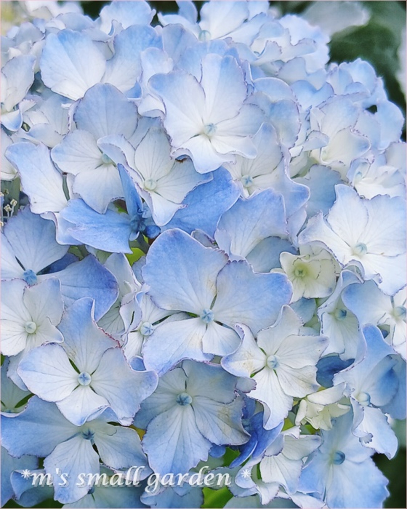 なぜか楽しかった。 - *m's small garden*