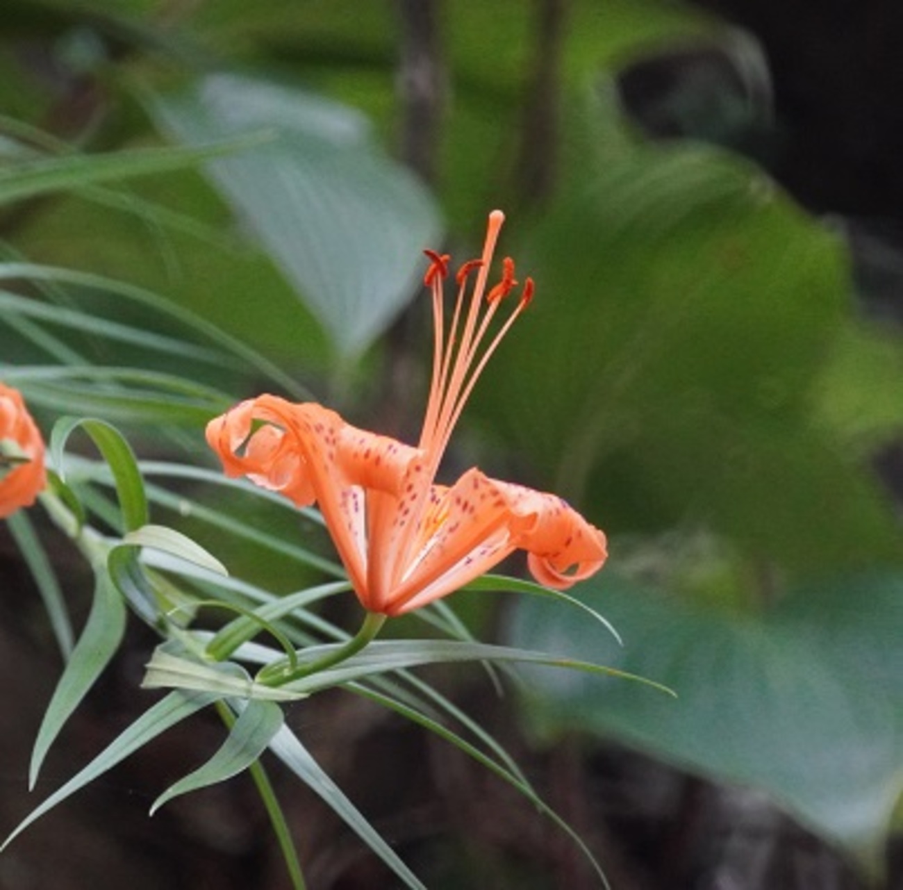 ミユウの花  故有事: 山茱萸サンシュユの花 The flowers of Shan zhu yu