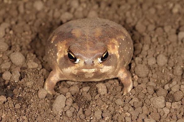 アメフクラガエルとは 動植物の人気 最新記事を集めました はてな アメフクラガエルとは 動植物の人気 最新記事を集めました はてな