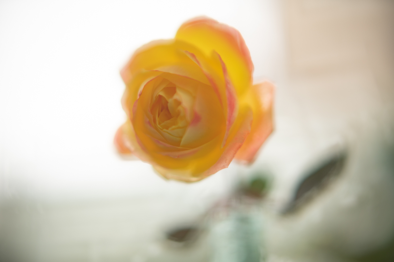 真冬に咲いてたバラ - 光と風と薔薇と