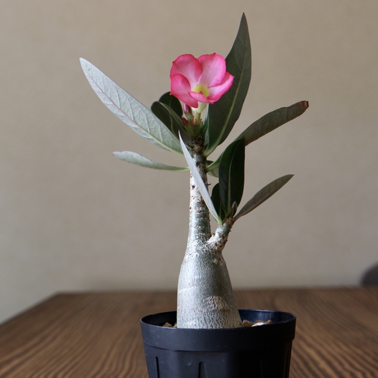 アデニウムの実生 種まきから1000日間の記録 - 植物日誌