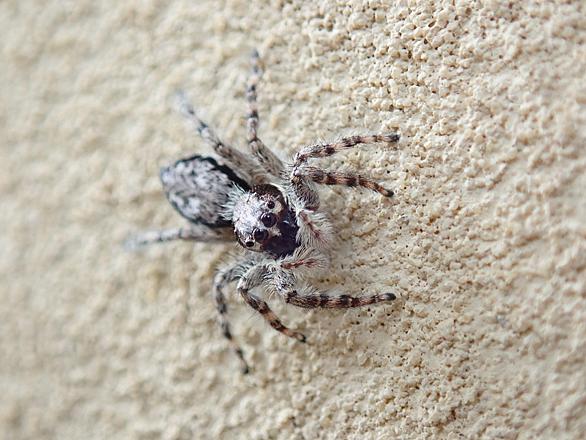 ハエトリグモとは 動植物の人気 最新記事を集めました はてな ハエトリグモとは 動植物の人気 最新記事を集めました はてな