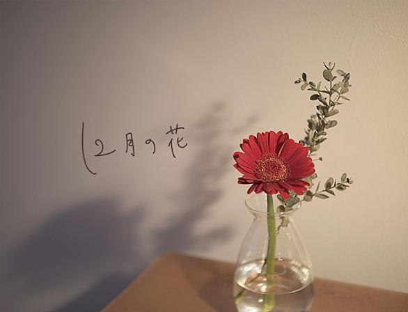 ユーカリとは 動植物の人気 最新記事を集めました はてな ユーカリとは 動植物の人気 最新記事を集めました はてな