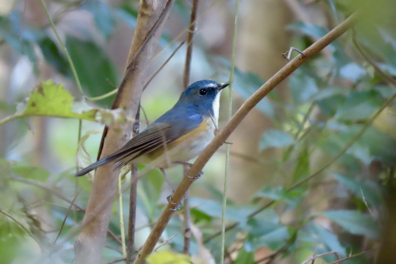 東京都の野鳥 ルリビタキ・オシドリ他 2024年12月1日