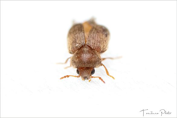 シバンムシとは 動植物の人気 最新記事を集めました はてな シバンムシとは 動植物の人気 最新記事を集めました はてな