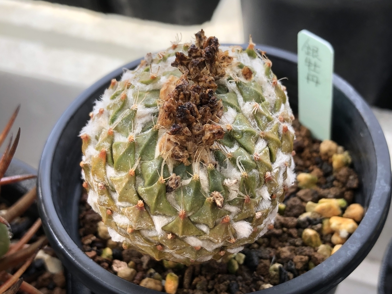 今朝の様子です - cactuspower サボテン日記