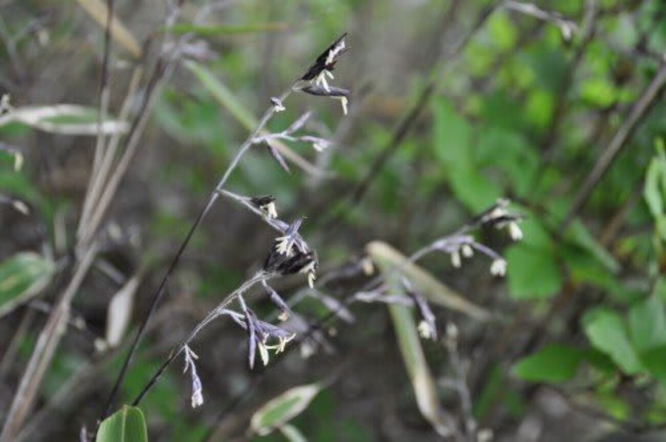 スズタケに笹の花が咲いたニュースから - 秋麗・備忘録
