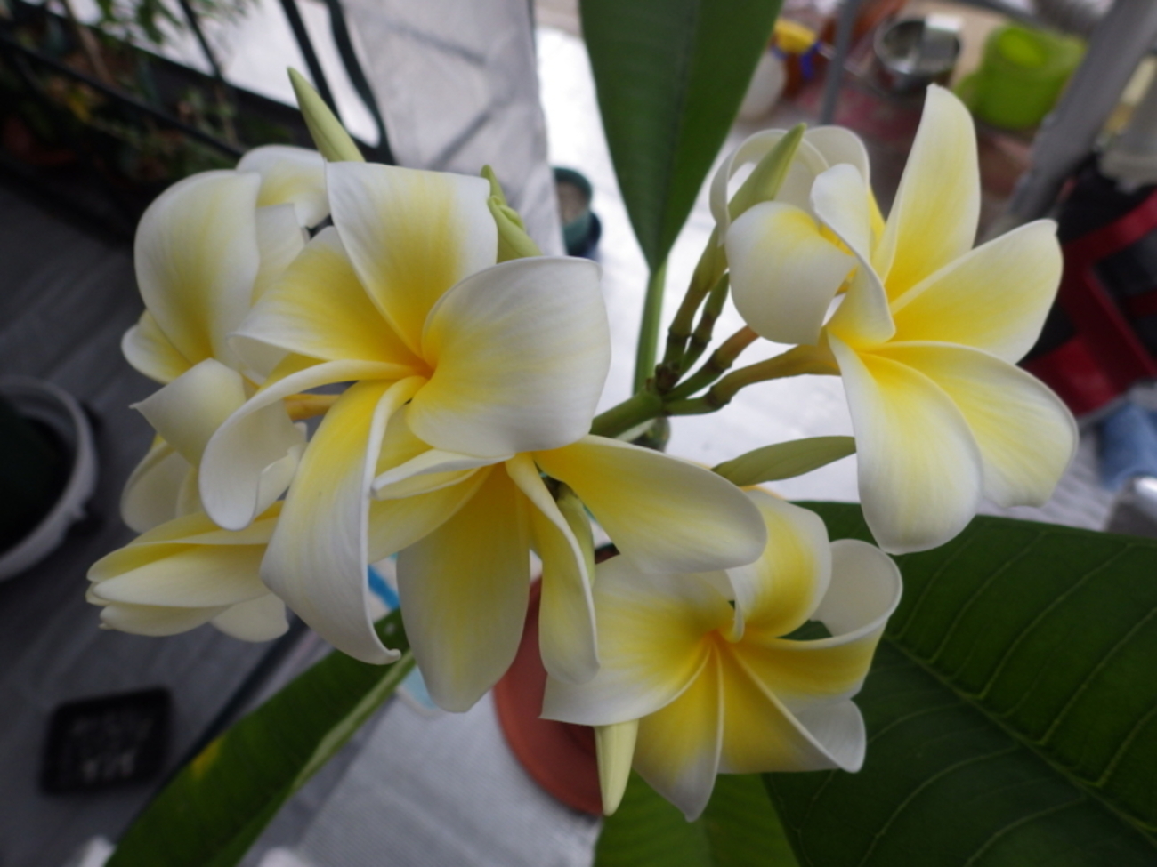 プルメリア　セラダイン開花中株 プルメリア セラダイン開花中株 Molokai Plumeria】Celadine