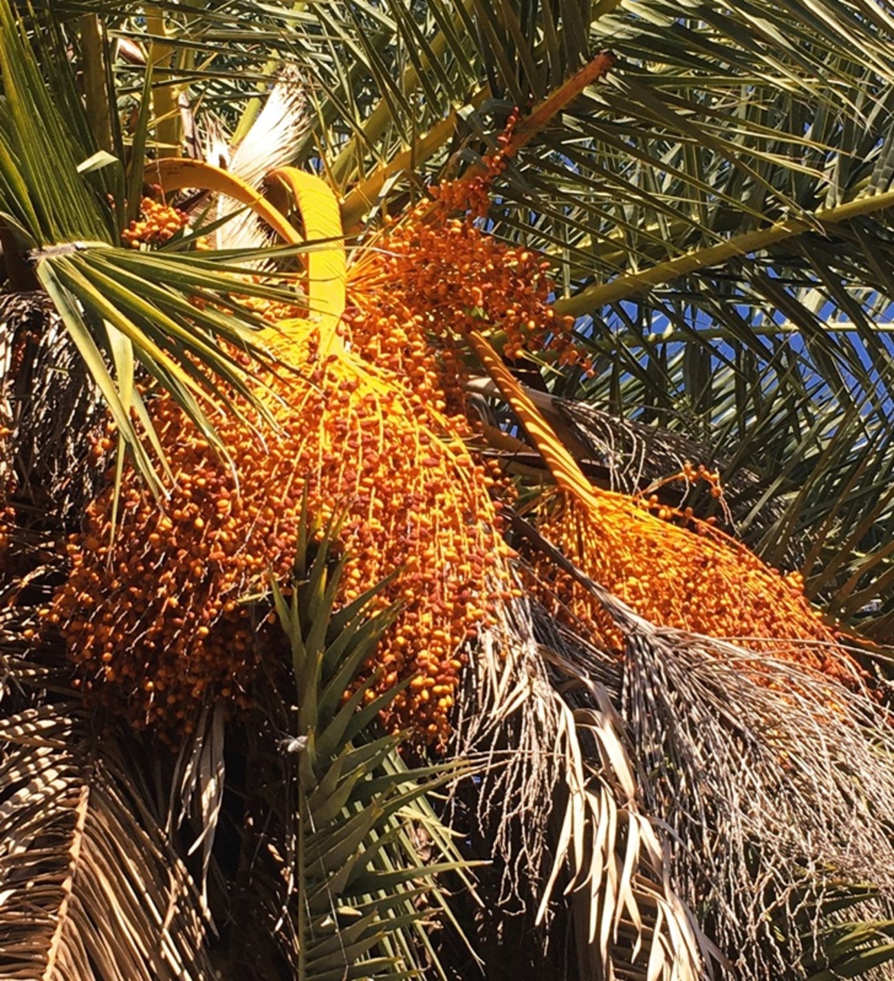 ナツメヤシ10本セット｜Cutevamp.com