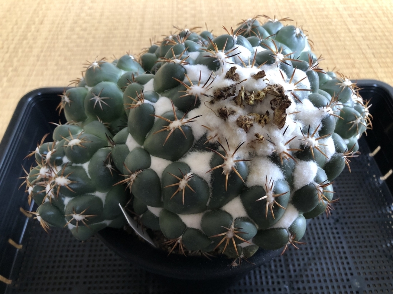 コリファンタ グリーンウッディ 購入しました！ - cactuspower