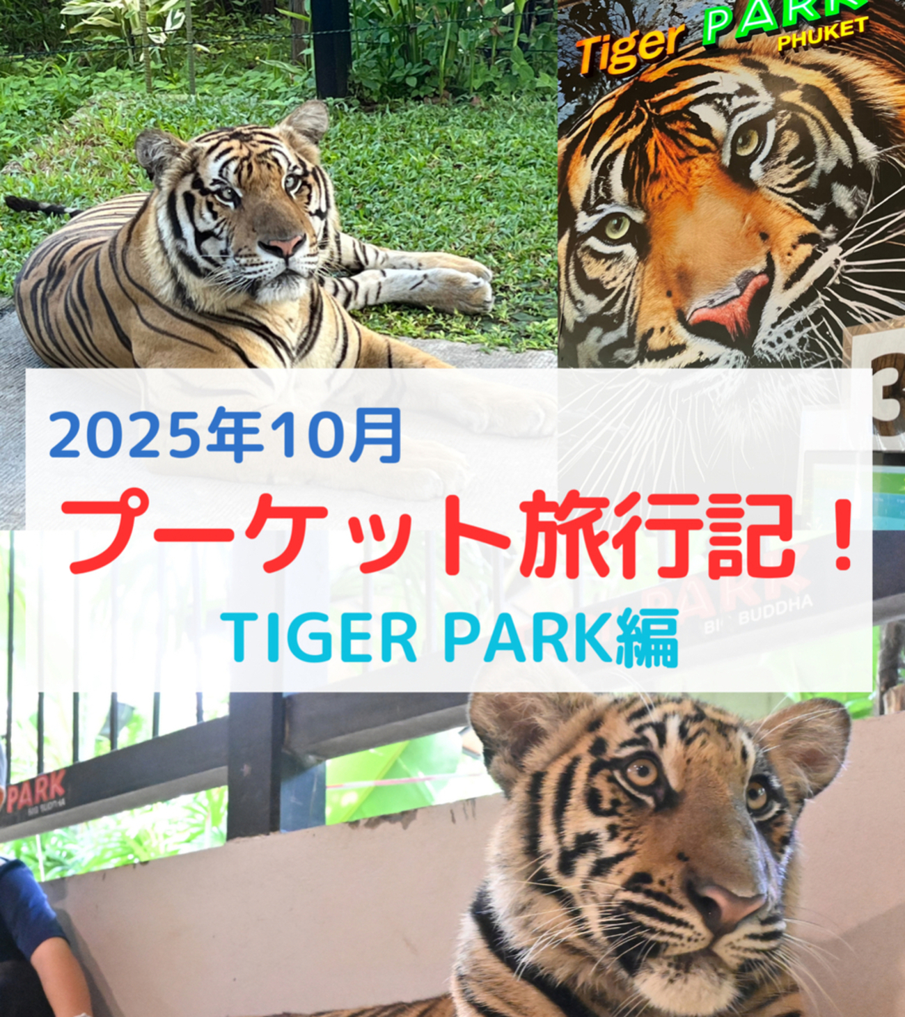 タイ・プーケット】「タイガーパーク」でトラとの触れ合い！おしりや