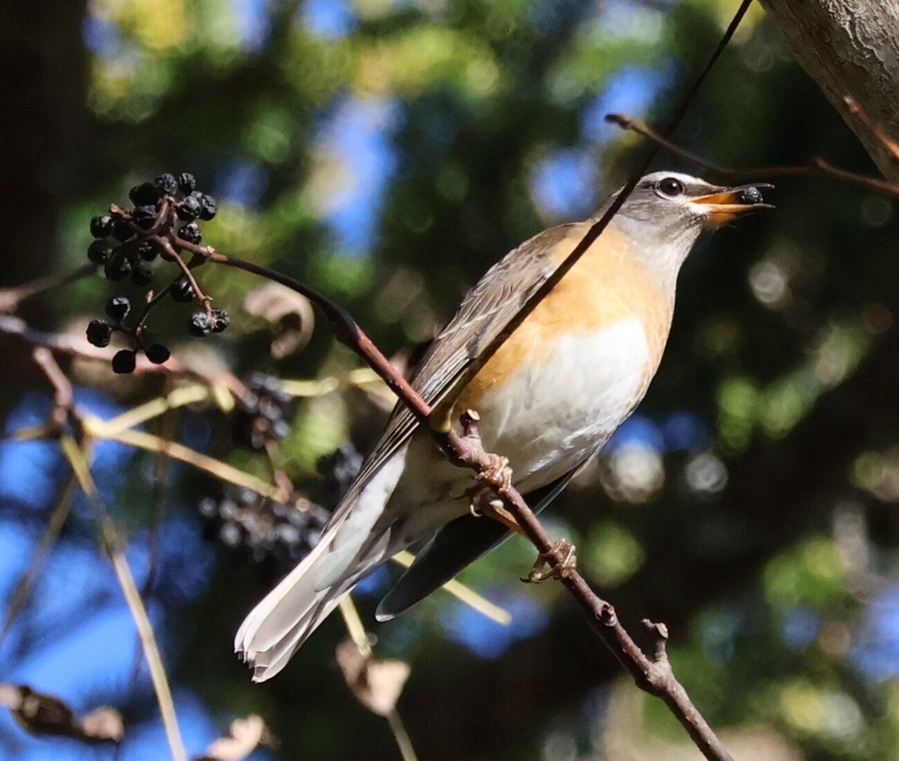 長野）戸隠森林植物園1日目（夕方）。ムギマキ、マミチャジナイ（実