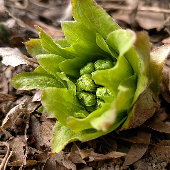 フキノトウとは 食の人気 最新記事を集めました はてな