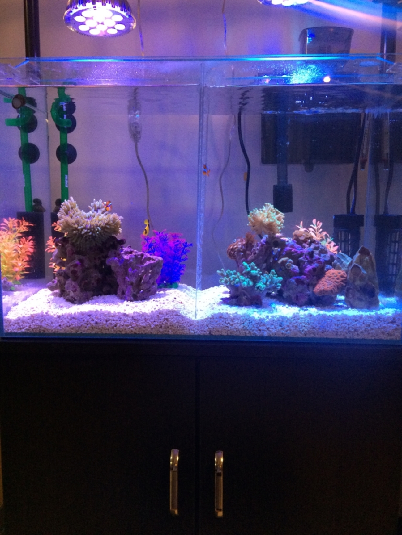 引越しのため早期取引できる方、値段交渉連絡ください！60センチ水槽