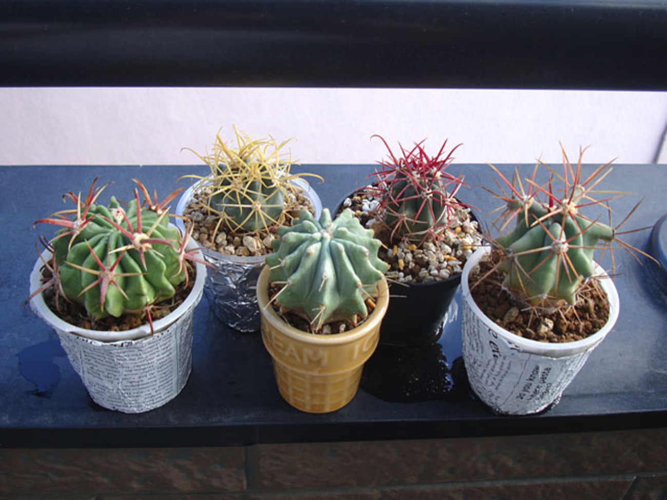じわじわと増えてきたフェロカクタス - 石と多肉植物