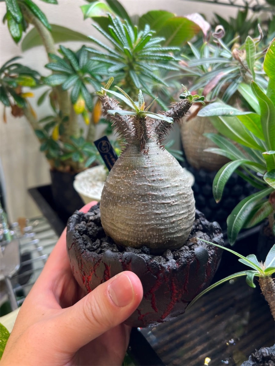 1月入荷 500粒+ ユッカ フィリフェラ 種 種子 証明書あり0705