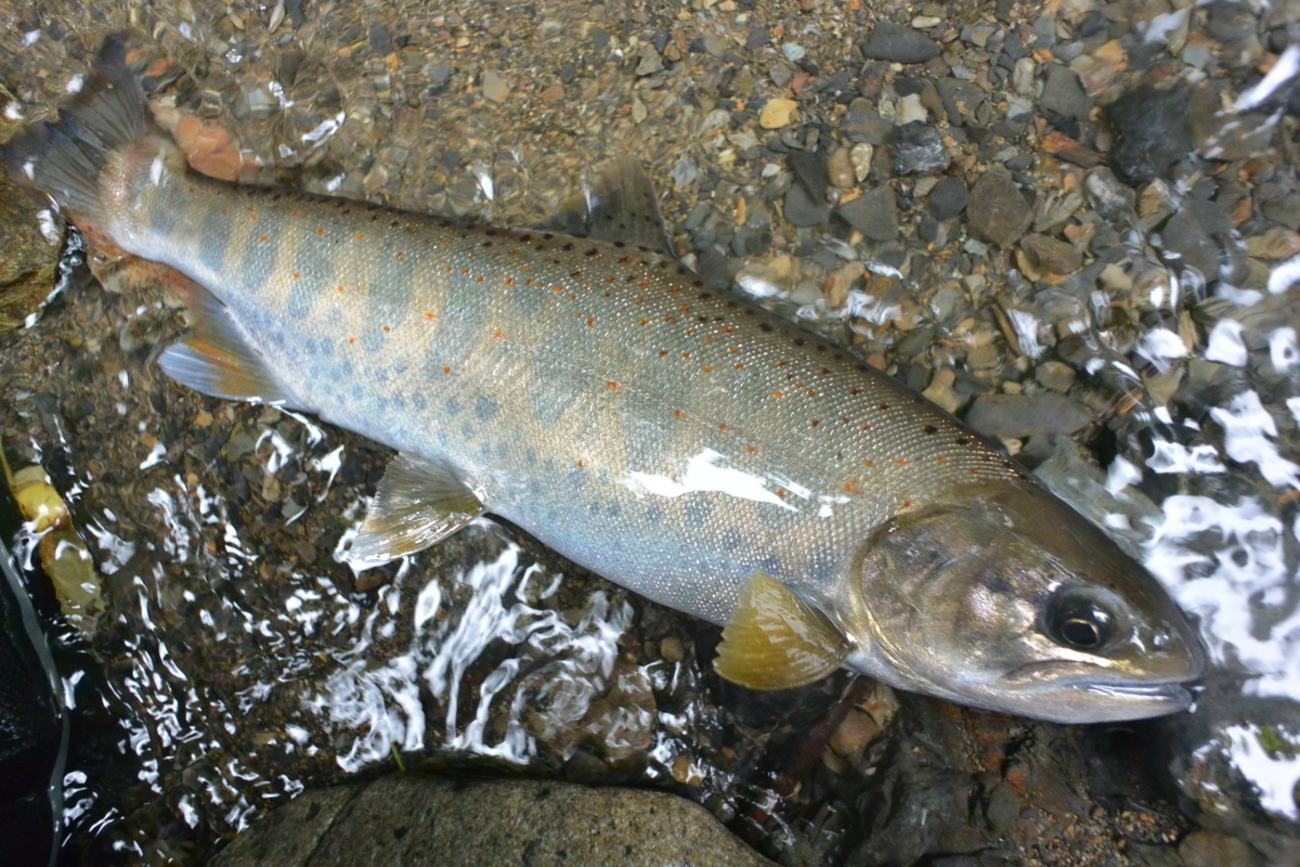 釣りの価値観・魚を食べるか逃がすか - 山渓遊びブログ 渓流釣りと