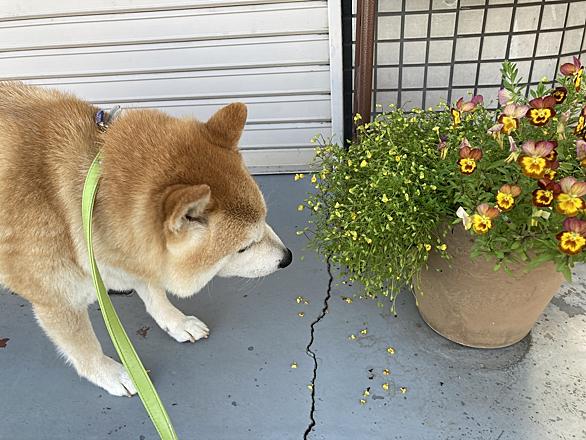 笑う犬とは テレビの人気 最新記事を集めました はてな 笑う犬とは テレビの人気 最新記事を集めました はてな