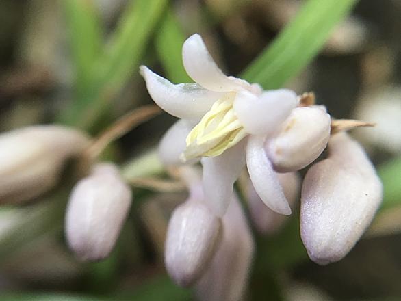 アルストロメリアとは 動植物の人気 最新記事を集めました はてな アルストロメリアとは 動植物の人気 最新記事を集めました はてな