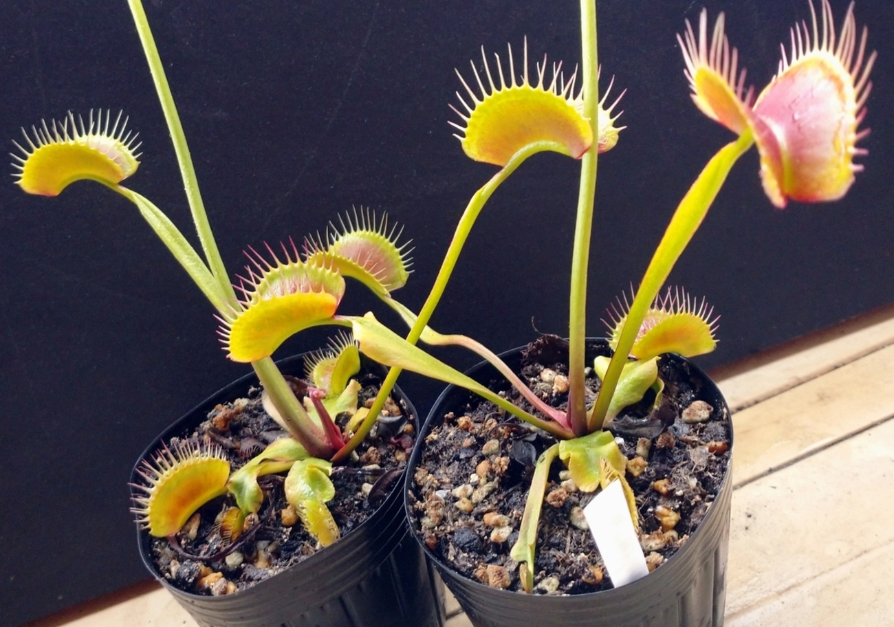 Catopsis morreniana giant form 食虫植物 Catopsis morreniana giant form 食虫植物 Catopsis morreniana giant