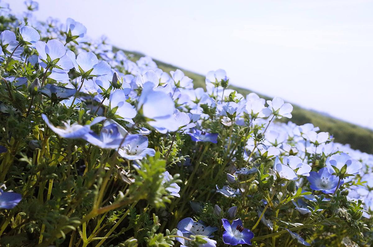 藻ログのアイキャッチ画像