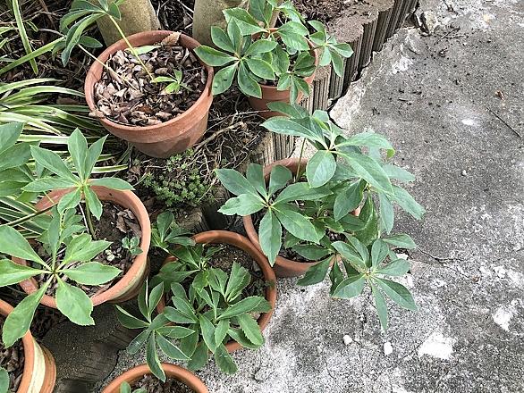 クリスマスローズとは 動植物の人気 最新記事を集めました はてな