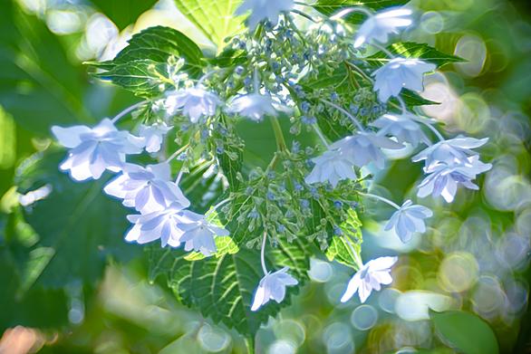 隅田の花火とは 人気 最新記事を集めました はてな 隅田の花火とは 人気 最新記事を集めました はてな